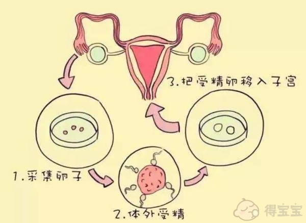 泰州单身供卵助孕：为什么在泰国的试管婴儿中不建议移植两个胚胎？成功率高吗？