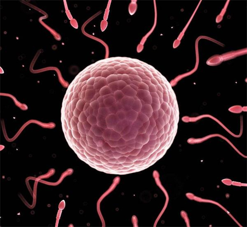 湛江助孕机构生子流程-什么影响了体外受精的成功率？