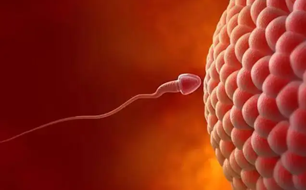 中山合法供卵哪家好：这些方法使精子和卵子在体外结合后得到更好的发展